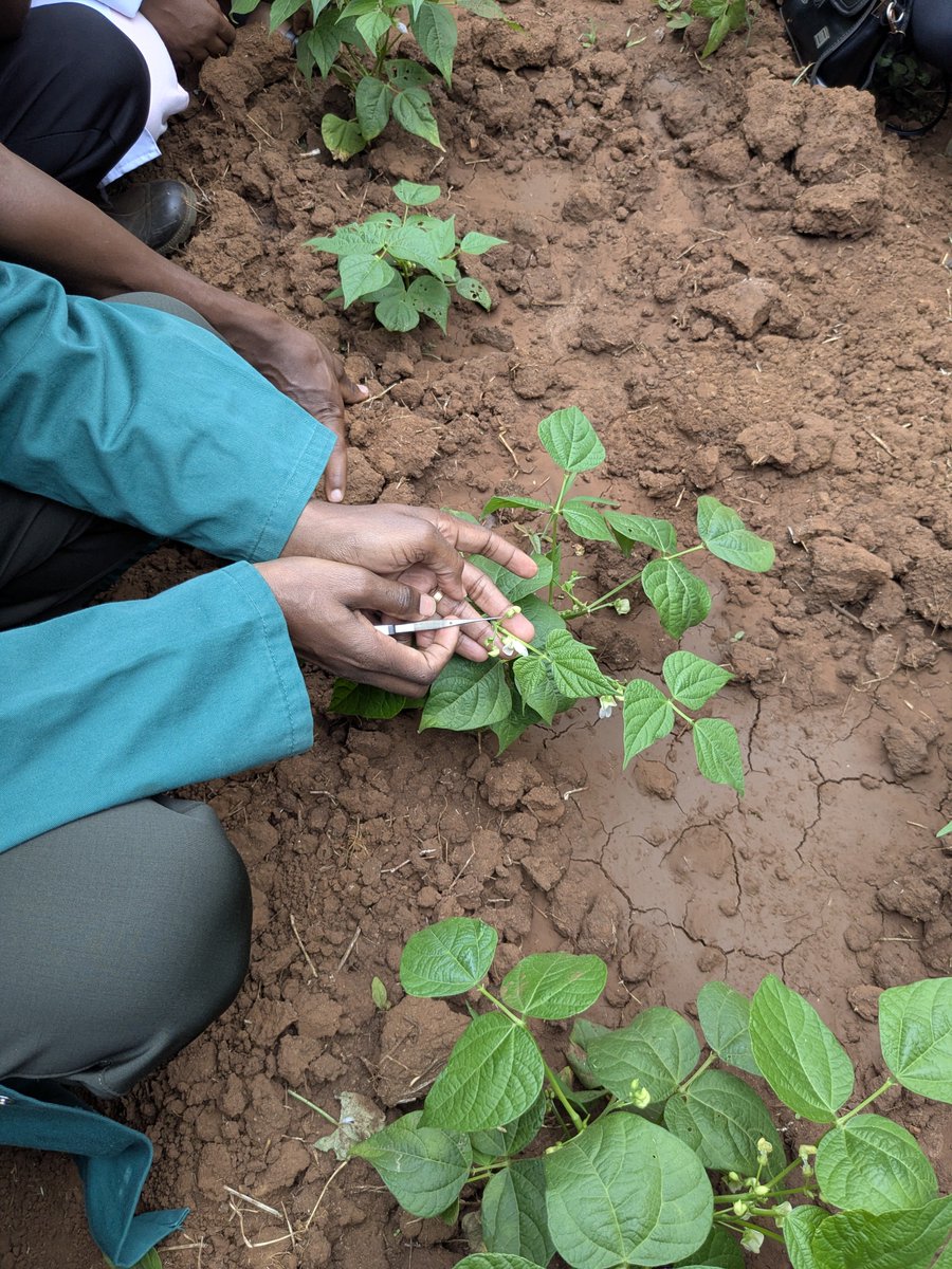Fortunatus4222's tweet photo. Uboreshaji wa kijenetiki wa maharage (Phaseolus vulgaris) ni nguzo muhimu ya usalama wa chakula. Kwa kuchagua aina zinazostahimili ukame, magonjwa kama baka-jani la pembe (ALS), na zenye ufanisi wa kufyonza virutubisho kwenye udongo.
#PlantBreeding #CropScience #AgTech
#farmwithfortunatus