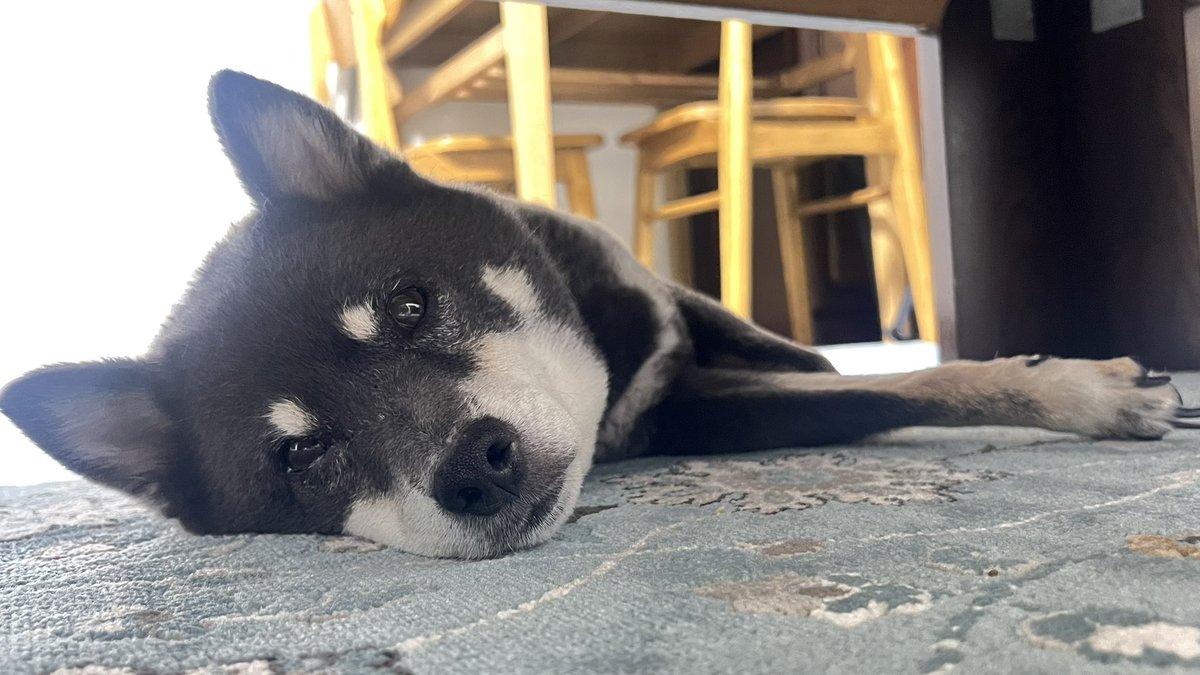 UriShiba's tweet photo. 昨日帰宅したら久しぶりに会えたじゃん
お布団スキーなのはわかるけど私のことも構ってくれよオイ https://t.co/WDuPXC0qln