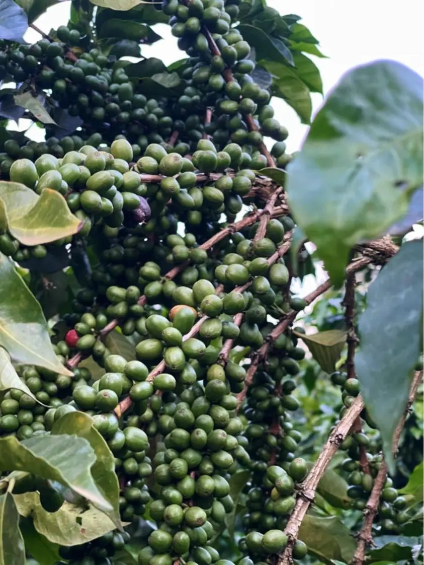 ByarugabaRemi's tweet photo. Saturdays are for farm, visit.
#Farmvisit https://t.co/3r1kIJ3rI9
