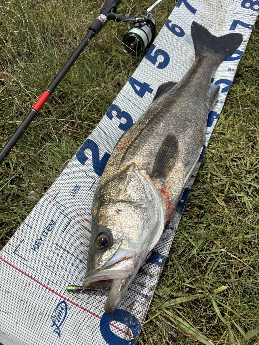 daiP_A_LUNKER's tweet photo. 今日もCANNAグレアダラ🐍✨
3キャッチ✨
#SEABASS
#シーバス
#CANNA15
#fimo
#YUKARI考案カラー
#グレアダラ
#APIA
#Foojin'RS
#PURSUINGALUNKER. https://t.co/LdPCg89pOs