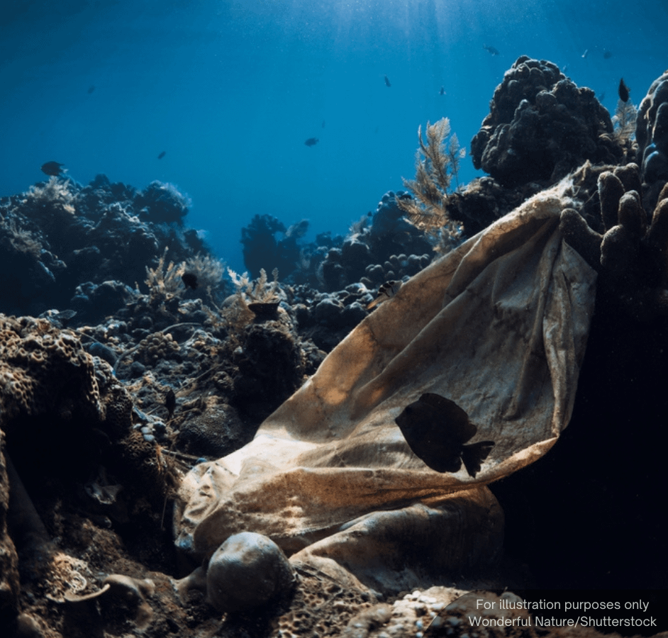 NewsBFM's tweet photo. Not only major pollution incidents but small, continuous wastewater discharges can damage marine ecosystems, said a UMT associate professor.

"They die not because of that exposure; they die because their immune system has been weakened," Poh Seng Chee from the Faculty of Science and Marine Environment told BFM News.

🧵1