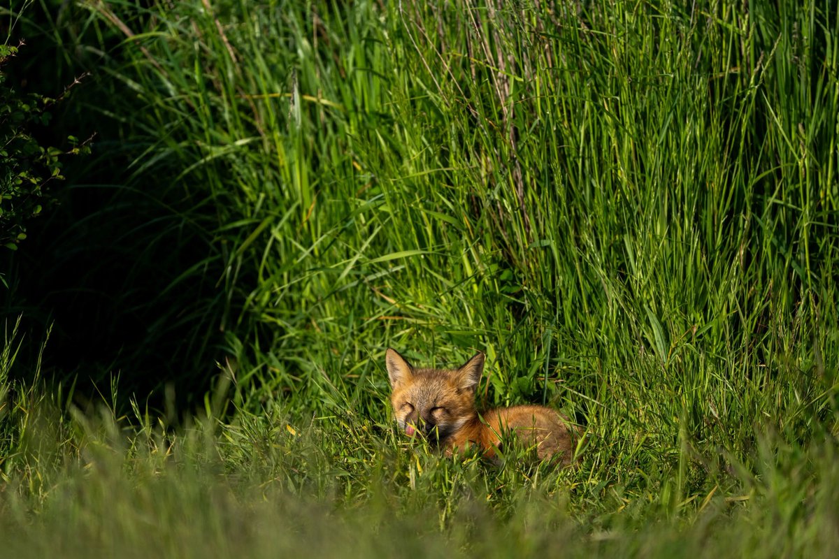 Chris Packham tweet media