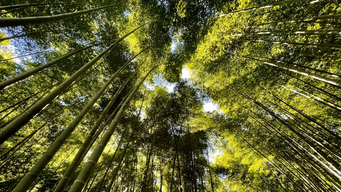 JapanGov's tweet photo. Lighting towns with forgotten bamboo.💡
Across Japan, local communities are turning neglected bamboo into beautiful Take-Akari lanterns.Working with Kumamoto Prefecture's CHIKAKEN they are transforming an environmental challenge into community pride—and a new local tradition.🏮✨ https://t.co/f1zbkuvWMt