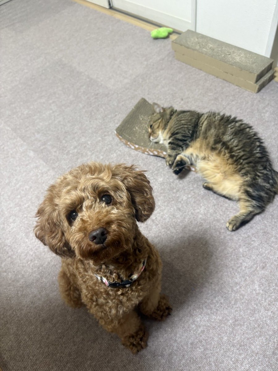 okeechobee_fc's tweet photo. 保護犬のトライアルが終了して、
我が家の一員となりました！🐕

たくさん愛してやろうと思います🫡

そろそろ釣りに行きたい🎣 https://t.co/FViYqN7nvy