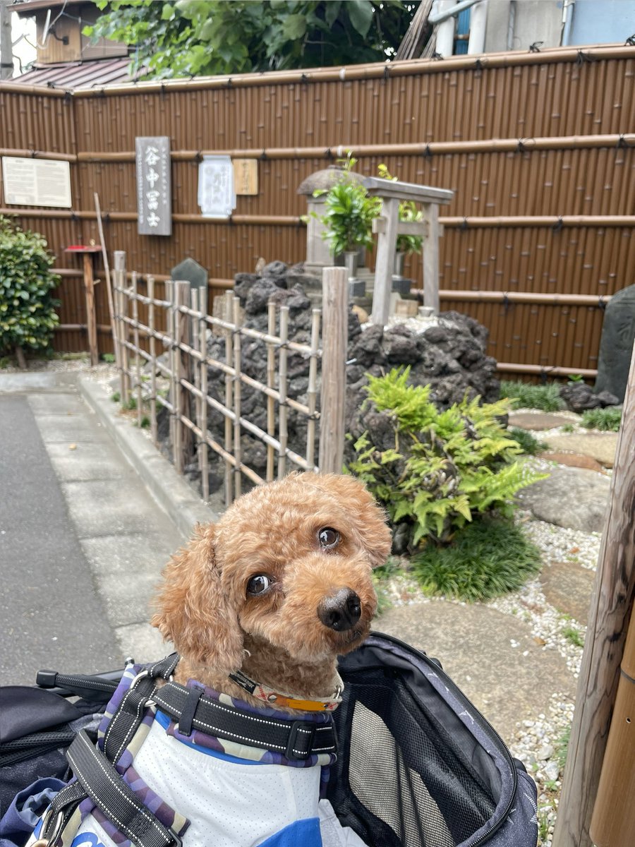 Yanesen_Note's tweet photo. 初夏の谷中散歩🐾（ドライブ） https://t.co/3Ajfs66C5J