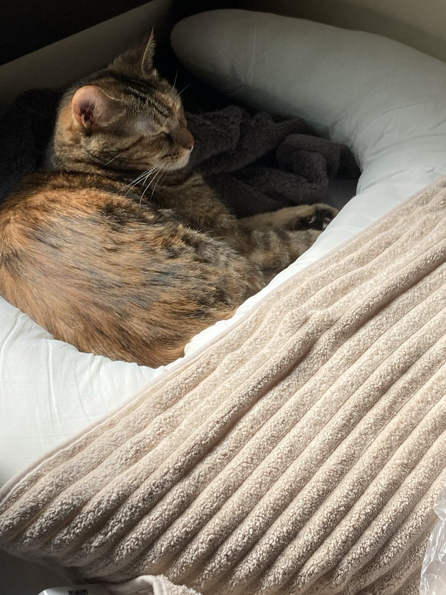 chekiracat's tweet photo. https://t.co/BuBQpd2mCS