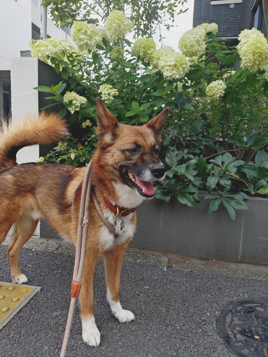 ruhchan1's tweet photo. 紫陽花と僕🐶

あめ🐶

#保護犬 https://t.co/loFrObozKR