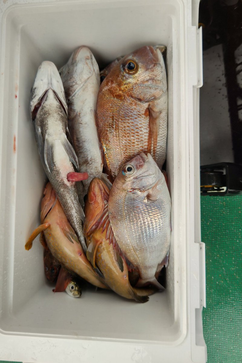 zakisurf's tweet photo. 今日は釣りでした🎣
最近ミニ四駆触ってない😨 https://t.co/M75DhpHBUF