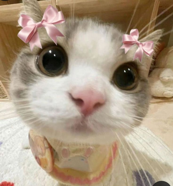 bndhfo's tweet photo. ねこちゃんかわいい https://t.co/YpzZlVVb67