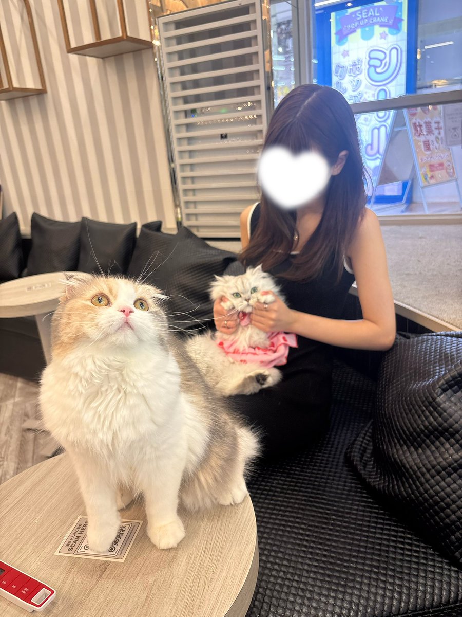 HiMARi2y's tweet photo. 猫カフェで一番の推し猫ちゃんと写真撮ってきたよ🐈♡ https://t.co/FvxoSAvmka