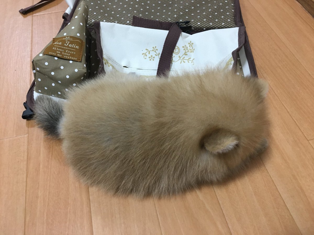 tachibana_shiu's tweet photo. コロッケみたいなポメラニアンのエケチェンの詰め合わせその2
#宗次郎Jr https://t.co/RBjAwxUDCV