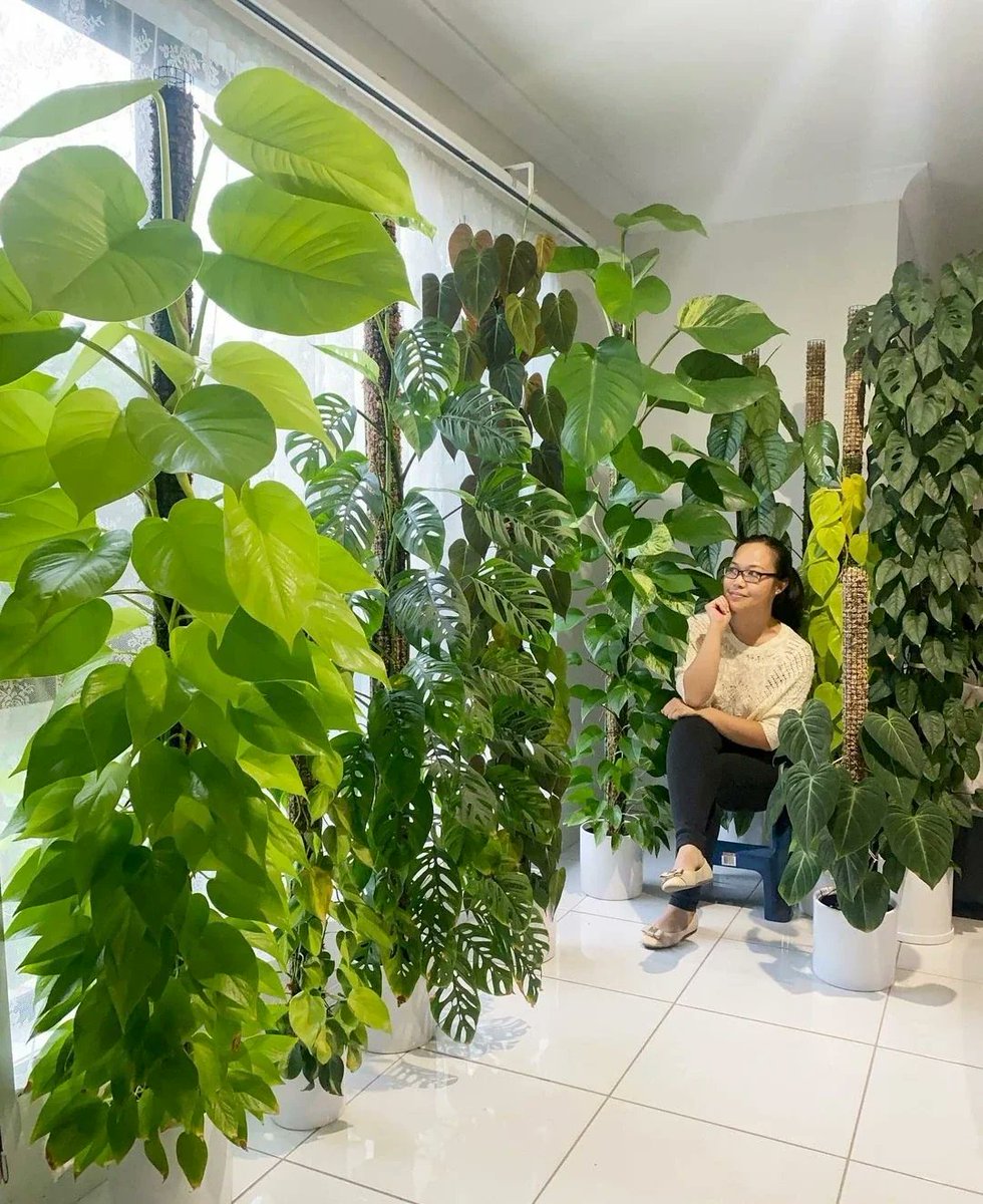 HaileyHaQYP00P's tweet photo. Keep your pothos thriving with bright indirect light and water when the top 2 inches of soil feel dry—no overwatering, no fuss! https://t.co/WyK9QaT35t