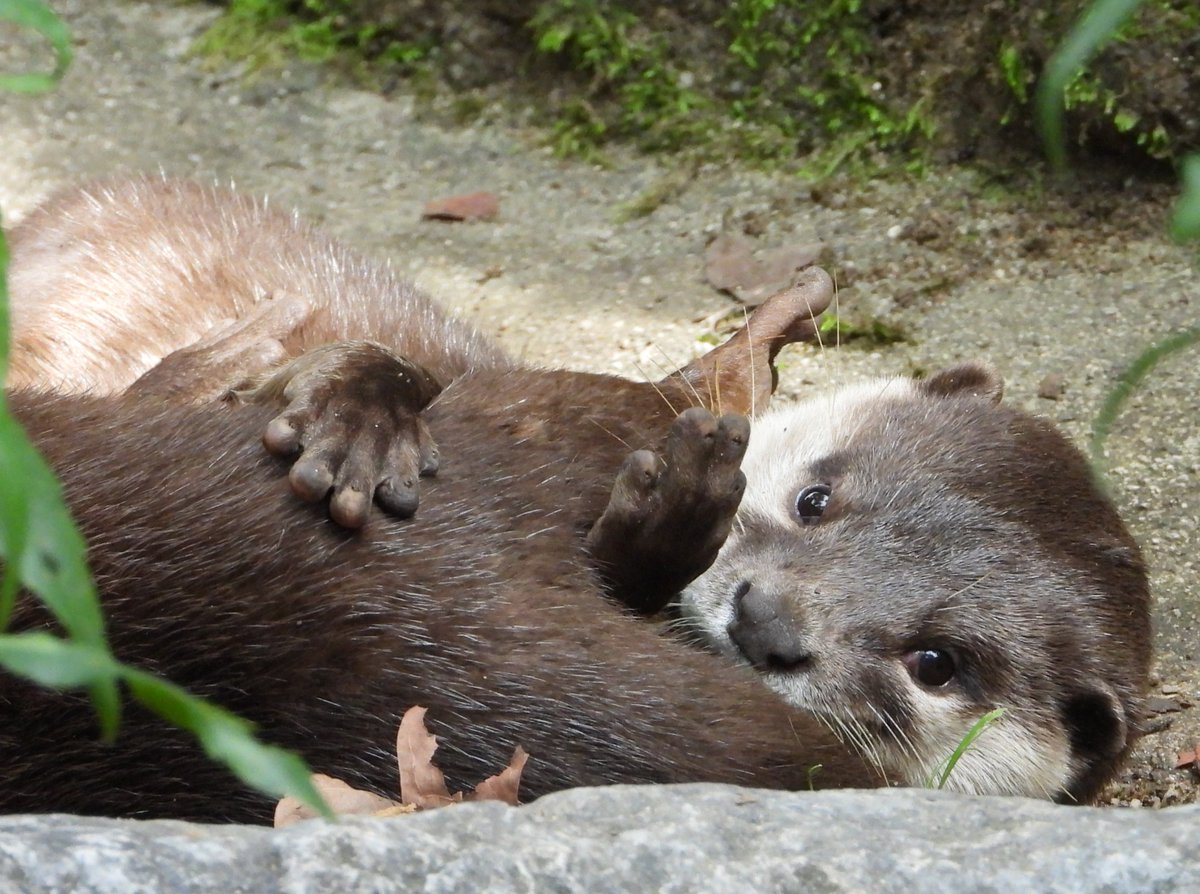 ikimonotayousei's tweet photo. かわいい母様はすぐに分かってしまう😊
＃センティ
＃コツメカワウソ
＃のいち動物公園 https://t.co/eCmhr0NBv6