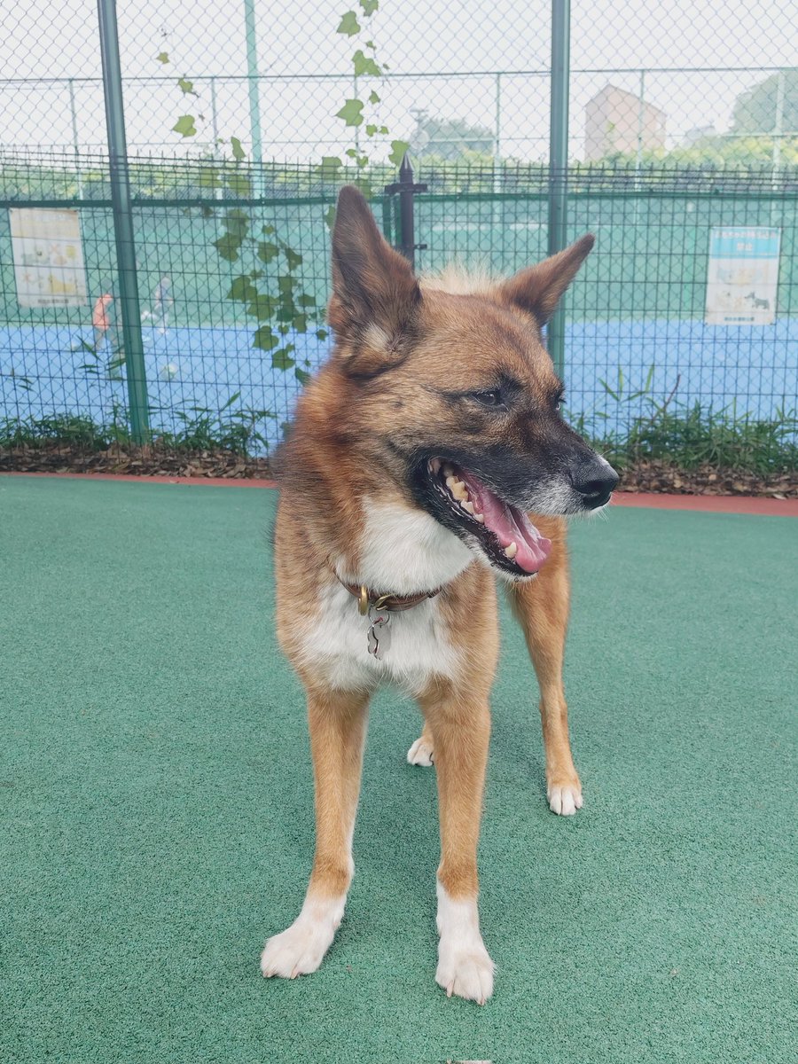 ruhchan1's tweet photo. 久しぶり、週末のドッグラン

あめ🐶

#保護犬 https://t.co/lYo6uTvDeY