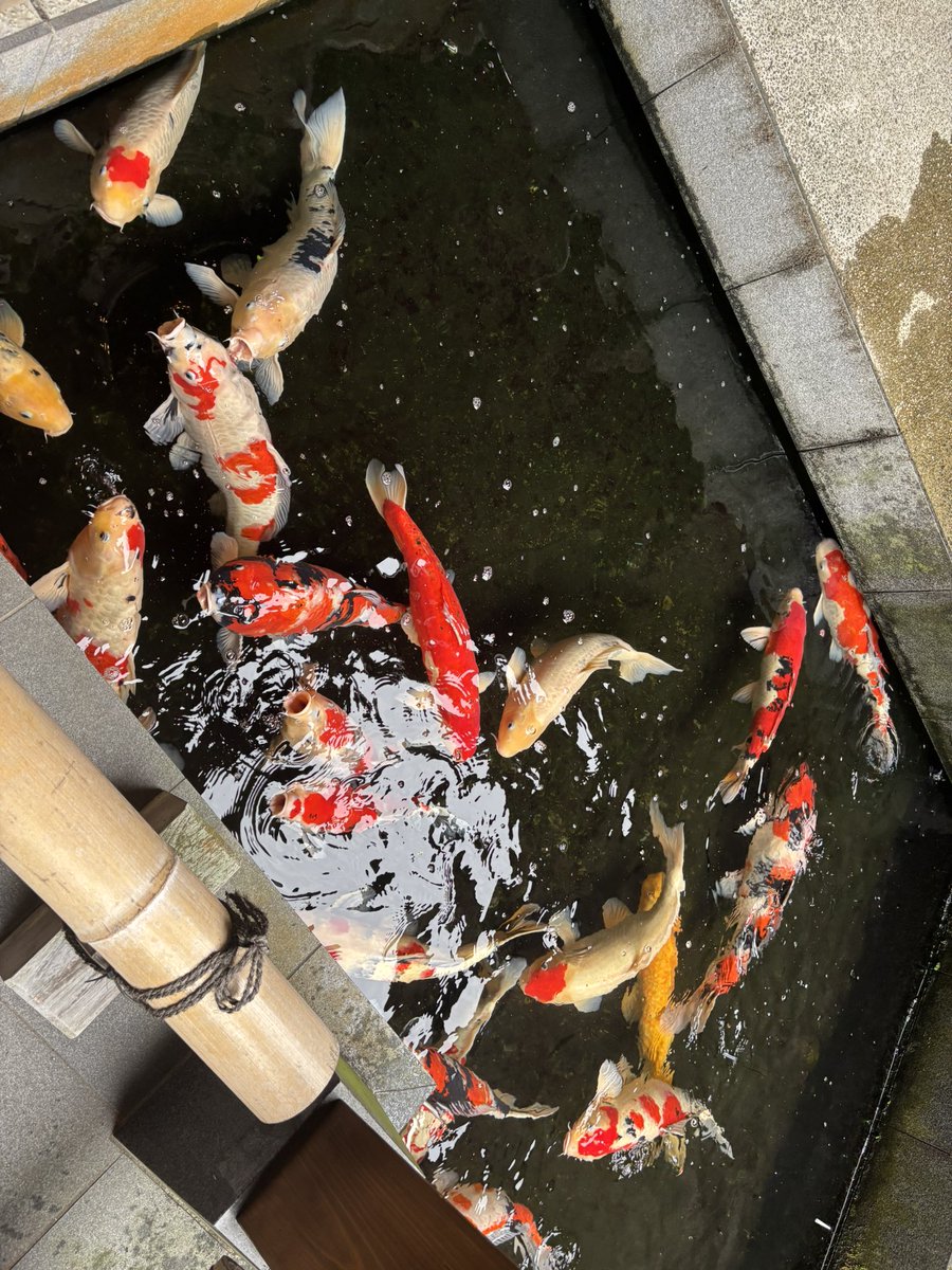 hamin_ff14's tweet photo. うどんとこい https://t.co/bZO72NvKH1