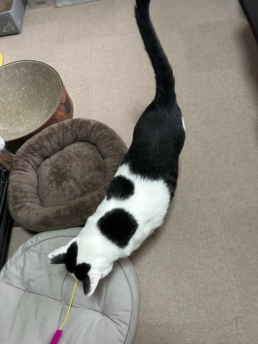 T4Mqj's tweet photo. おフキ様が痩せて見える角度📐

やかましいわ(っﾟ∀ﾟ)≡⊃)∀ﾟ)∵  Byフキ https://t.co/LiuvNtF7d6