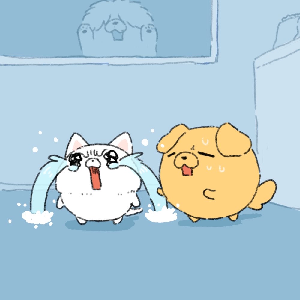 dongdongs435591's tweet photo. 그… 동동이랑 광식이 더울까봐 여름 미용 했는데 광식이가 마음에 안드나봐요 어떡해요 이거..? https://t.co/SCCRg2xvcP