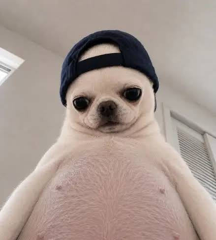 cryptobearmcap's tweet photo. Shawty giving you the craziest neck but you low key dead inside: 

$Hachiro

CA: 2kFkT2v2XLajLJ8AtQ5ufwMQX1VWqX39PAqGtizbpump https://t.co/58ihZqnysL