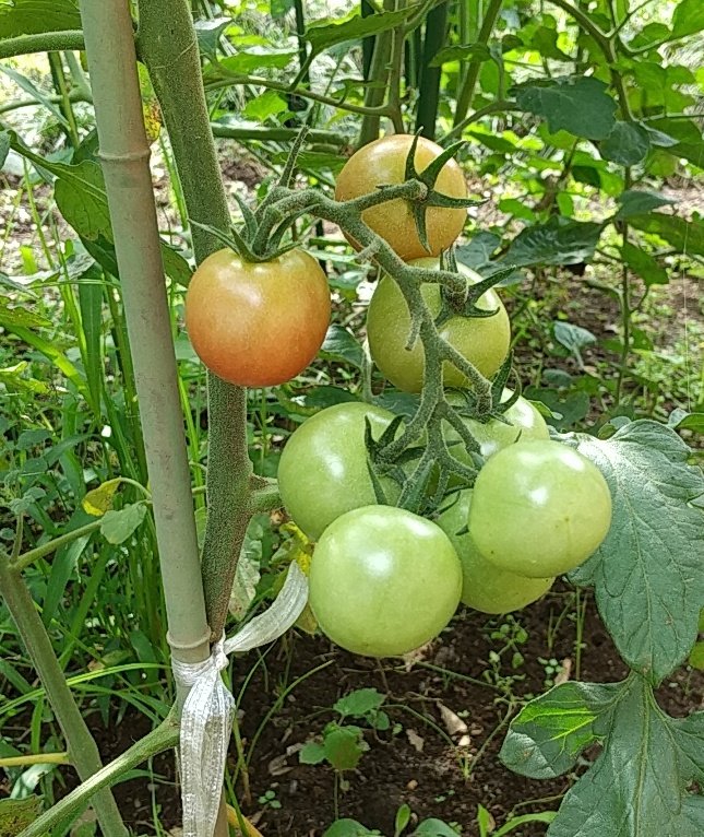 MilkyCandy0's tweet photo. 庭の植物達が育ってきた🍅🍆
サボテンも元気🌵✨
のんびり休日🦥*̣̩⋆
👒
🦜🎶
#家庭菜園
#サボテンの花 https://t.co/F8iK81JR0U