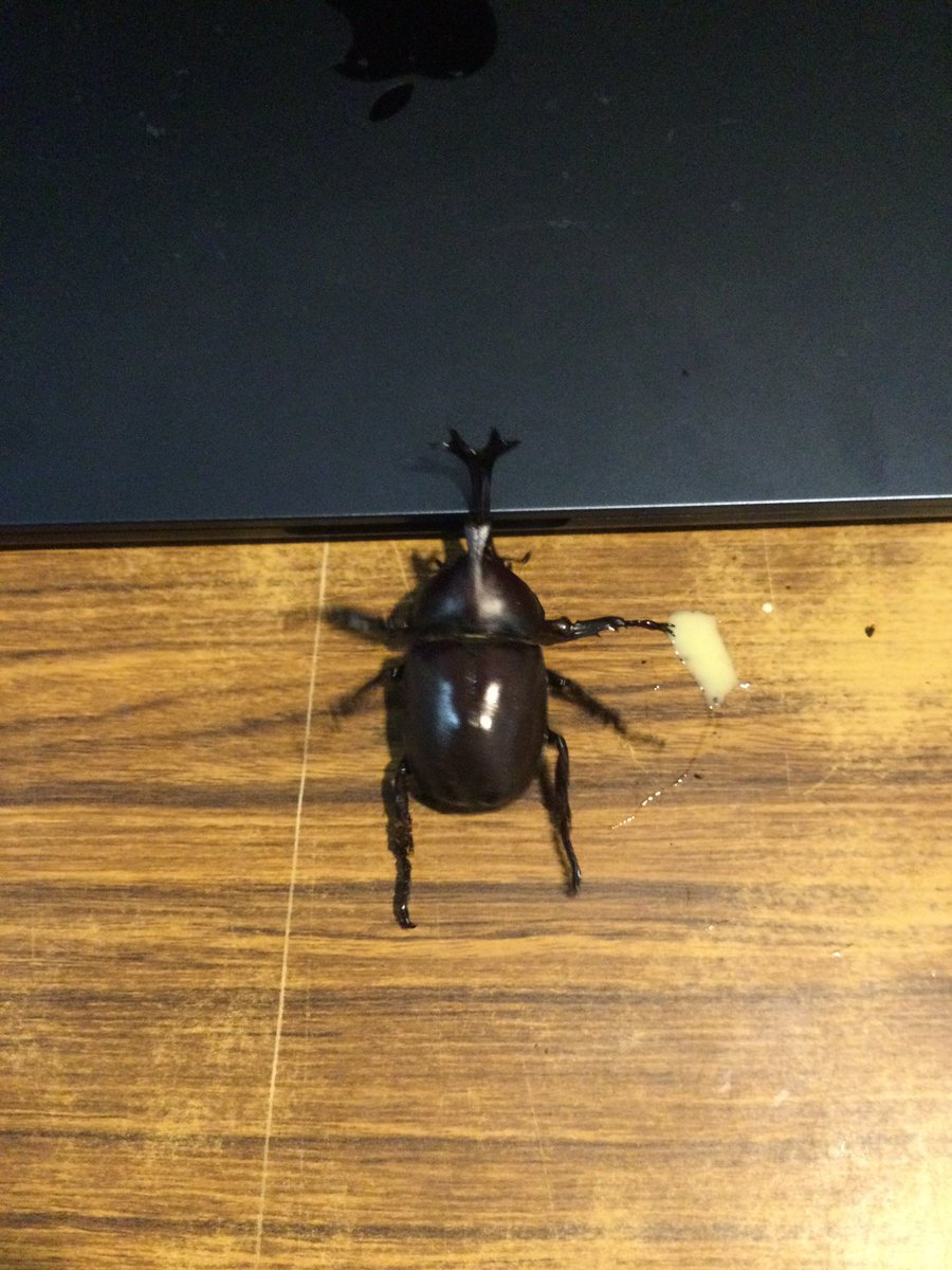 tsue_sun's tweet photo. カブトムシ、羽化！ https://t.co/eBArkk2EWd