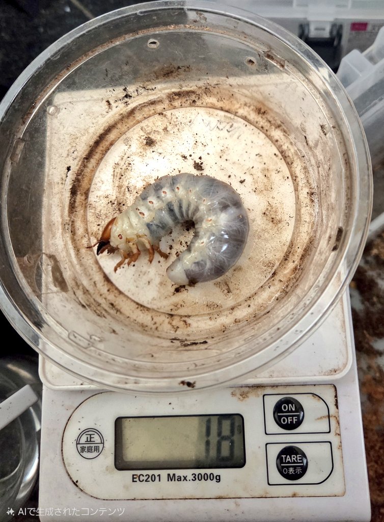 toki109109's tweet photo. さっき、インドアンタエウスの幼虫３匹の菌糸交換と体重測定をした

体重

１匹目  ０g→１４g

２匹目  ０g→９g

３匹目  １g→１８g

容器

４３０㎖カップ→８００㎖ボルト

思ったより大きくなっていてビックリした………コレなら思い切って１４００㎖とか１５００㎖ボル��のにすれば良かった…… https://t.co/QvWVNGdPXq