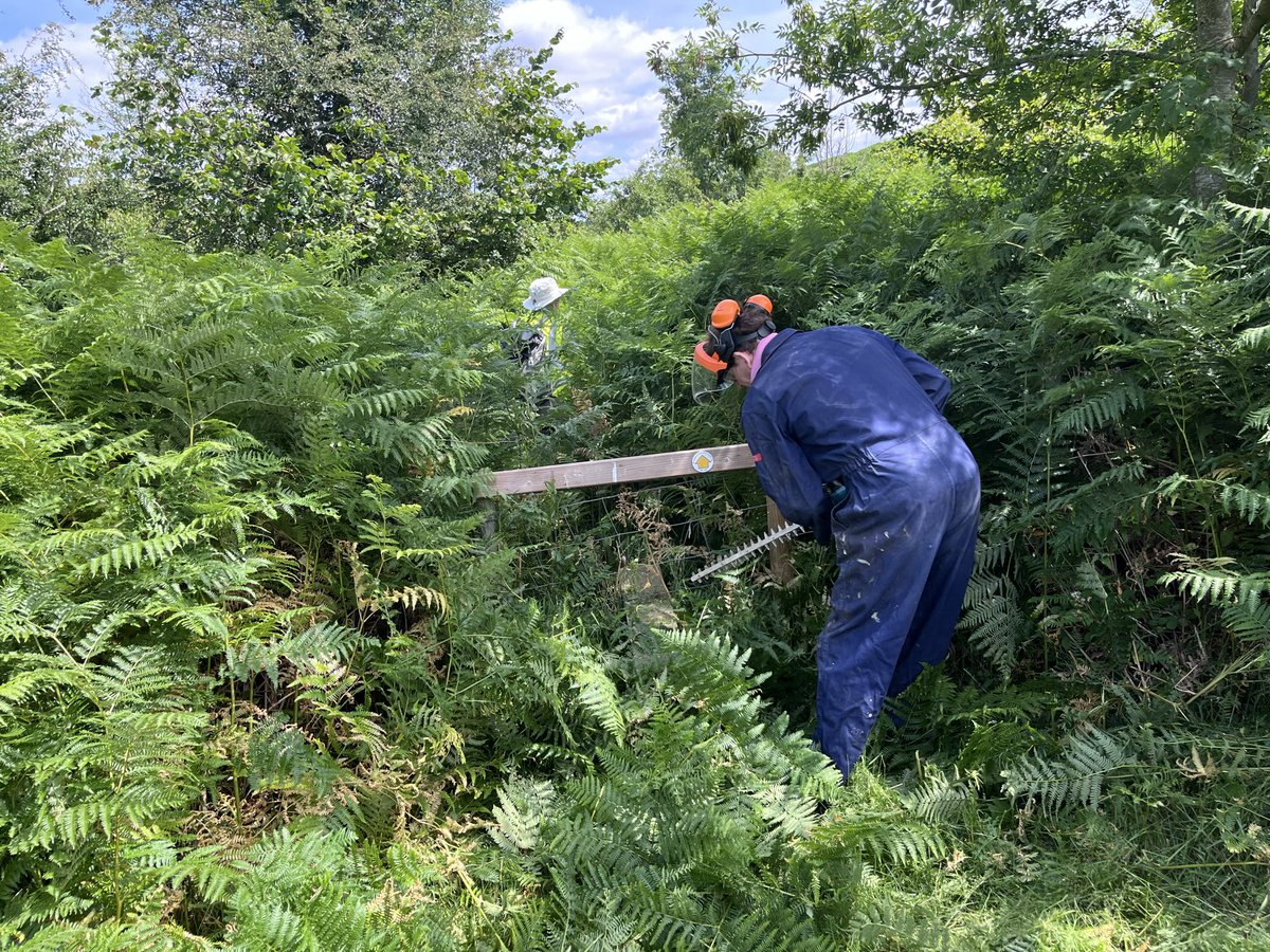 finstumpf's tweet photo. A wee bit of trimming. There’s a man and a path in there!
#grosmontpathsgroup supported by @MonLifeOfficial and @RamblersCymru 
@visit_mon #Skenfrith https://t.co/N9q5AcBO1w