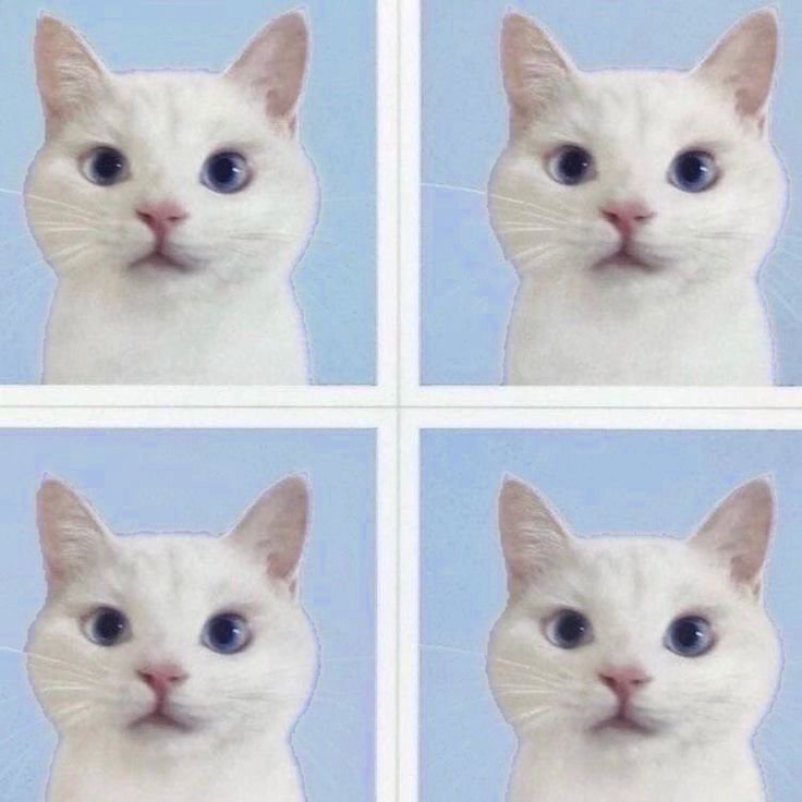 jellpufyn's tweet photo. 𝘥ay 4 #moothunt

hello! i'm jelly ꣑ৎ 

if moots :

☆ she/her
☆ 𝘶lts : illit, cortis .
☆ 𝘴tan : boynextdoor, le sserafim, lngshot, tws, hearts2hearts etc
☆ 𝘮ainly about illit
☆ iroha biased + seonghyeon
☆ 𝘯fsw dni
☆ 𝘢ny fandom is welcome

♡ / ↻ to be moots + spread https://t.co/igBmLdGqE3