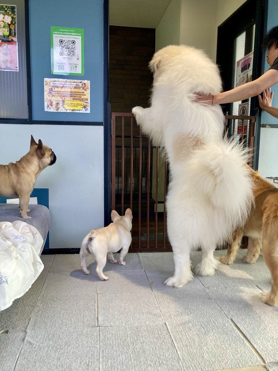 mamiya_gg's tweet photo. 大型犬からしか得られない栄養がある。天国かと思った https://t.co/URdkPkyWfG