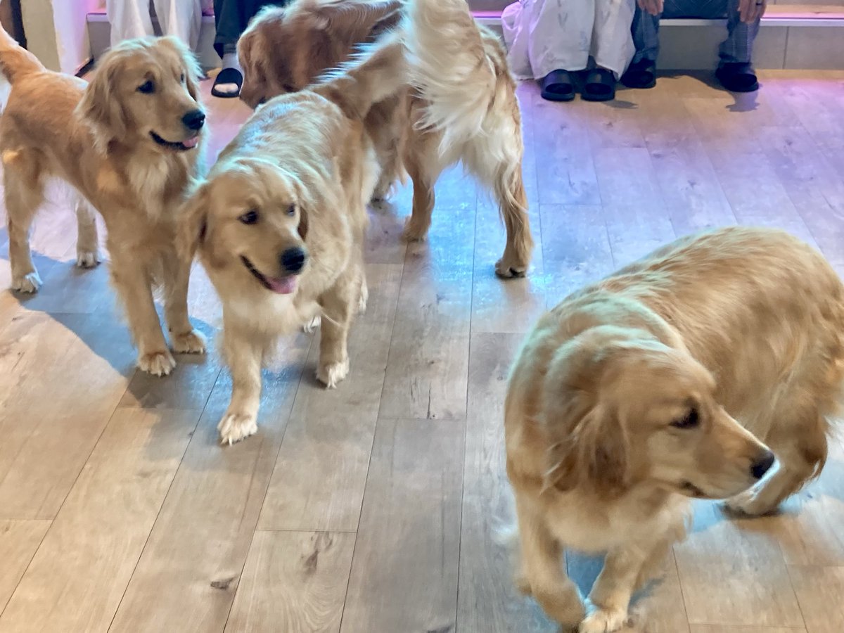 mamiya_gg's tweet photo. 大型犬からしか得られない栄養がある。天国かと思った https://t.co/URdkPkyWfG