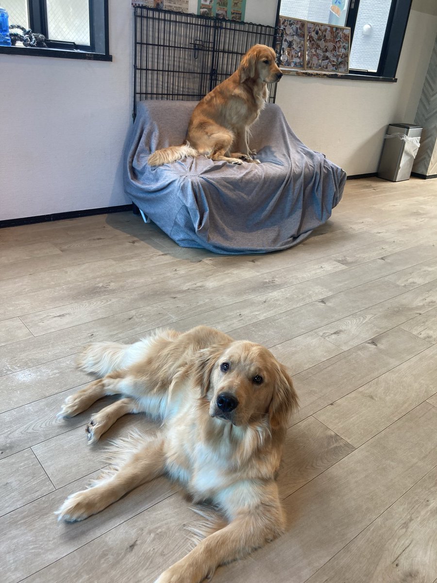 mamiya_gg's tweet photo. 大型犬からしか得られない栄養がある。天国かと思った https://t.co/URdkPkyWfG