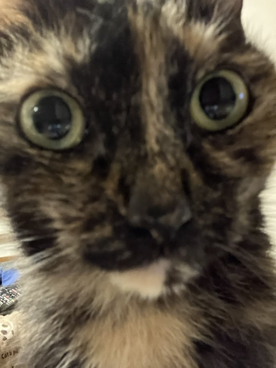 tino950's tweet photo. #土アップ祭 続いては、我が家の世界一かわいい #サビ猫 チャラさんで。今週は夜撮ったのが多めで、どれもお目々まん丸だなw(=^x^=)
#cat #tortoiseshellcat #サビ猫はいいぞ https://t.co/B9iVVqQnKJ