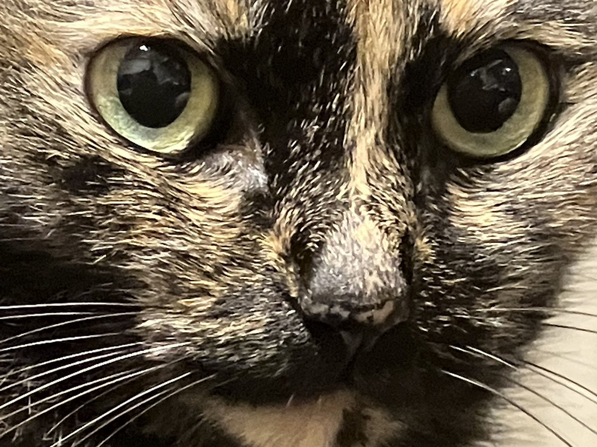 tino950's tweet photo. #土アップ祭 続いては、我が家の世界一かわいい #サビ猫 チャラさんで。今週は夜撮ったのが多めで、どれもお目々まん丸だなw(=^x^=)
#cat #tortoiseshellcat #サビ猫はいいぞ https://t.co/B9iVVqQnKJ