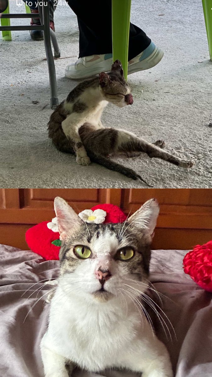 luarbinari's tweet photo. hi semua! im opening a fundraiser for Saloma our rescued stray who has finally recovered from sporo

his healing took around 6 months so the bill is quite expensive. do help me spread this around 💟

outstanding bills: RM4545 🚨

📌contact Dobby Veterinary Clinic for confirmation https://t.co/O1ESUmTogo