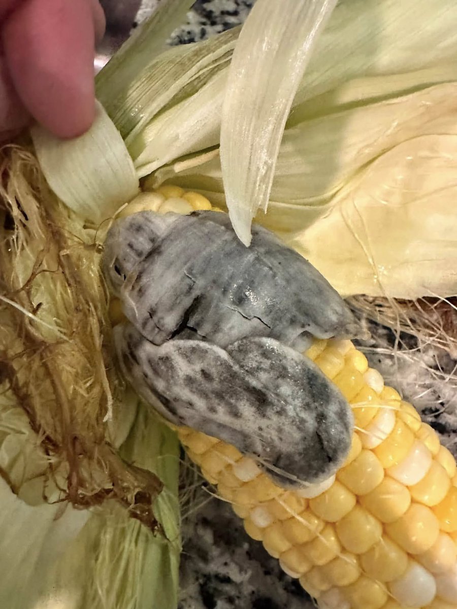 queendiane4you's tweet photo. I was Shucking some corn and found this inside…..anyone know what the hell it is??? https://t.co/CHGSPphbpP