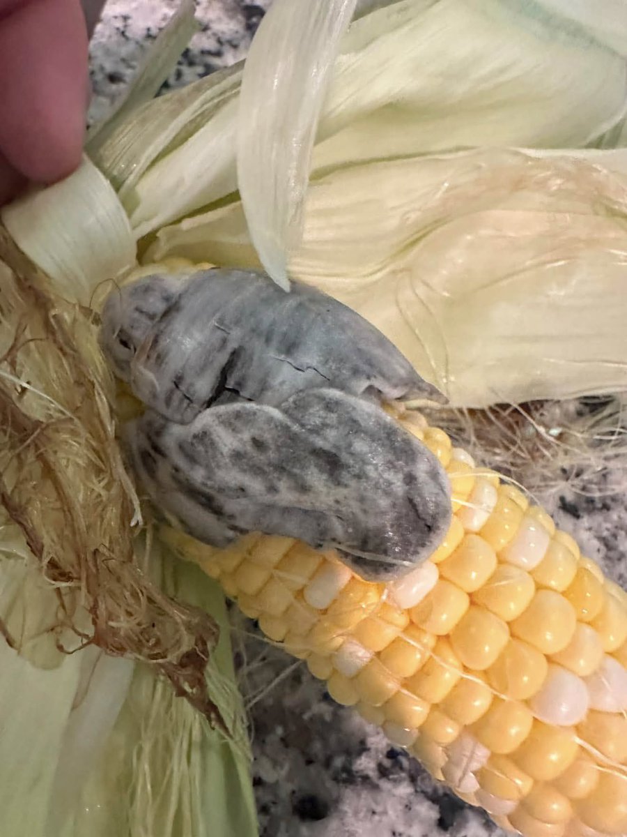 queendiane4you's tweet photo. I was Shucking some corn and found this inside…..anyone know what the hell it is??? https://t.co/CHGSPphbpP