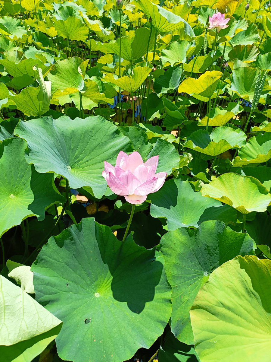 mame6397's tweet photo. 綺麗な蓮 https://t.co/UJuHezrPgT