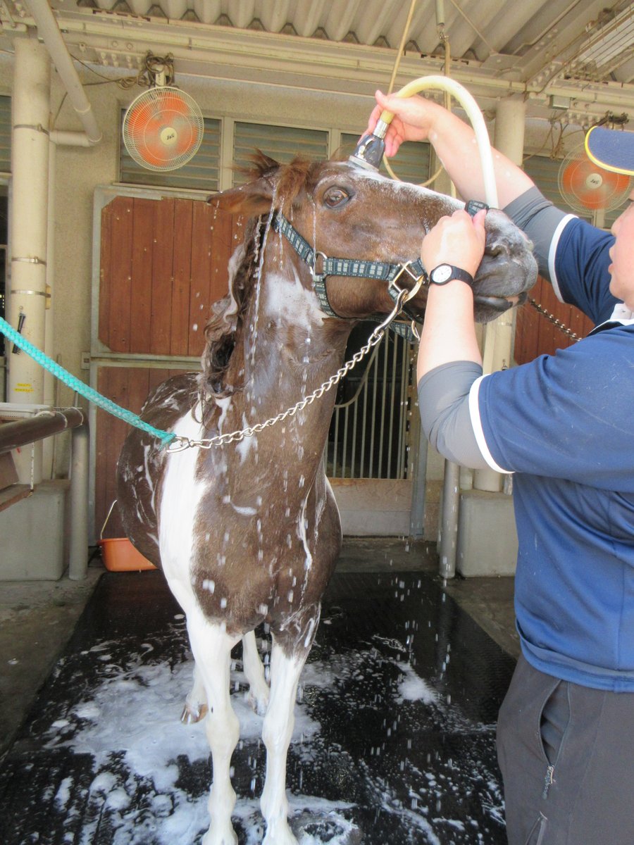 mikihlp's tweet photo. ヒビキです！

明日は、第１６回みっきぃポニーレース（ジョッキーベイビーズ関西地区予選）🏇です。
かわいい子どもたちとポニーが大人顔負けのレースを見せてくれるよ

オレ、ジョッキーベイビースに出場したことあるんだぜいっ👍

#１枚目画像以外は昨年のだぜ
#オレ昨年はニンジンたべてたぜ https://t.co/bxSXgxSQp8