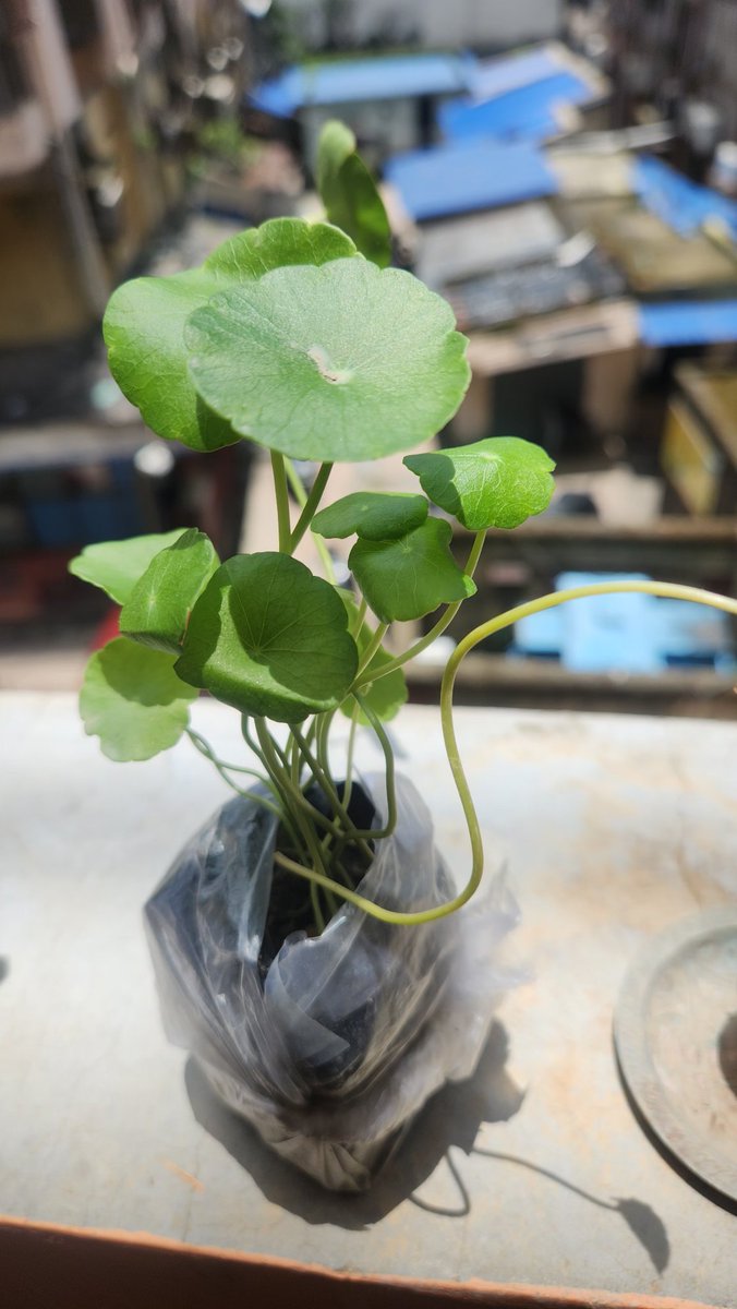mahuashyam's tweet photo. Dear @viditaatrey, is this the level of customer care @Meesho stands for? I ordered a Chinese Money Plant but received an Indian Pennywort. Despite sharing clear proof, my exchange was rejected with a copy-paste response. Please intervene. https://t.co/DXr78nauFA
