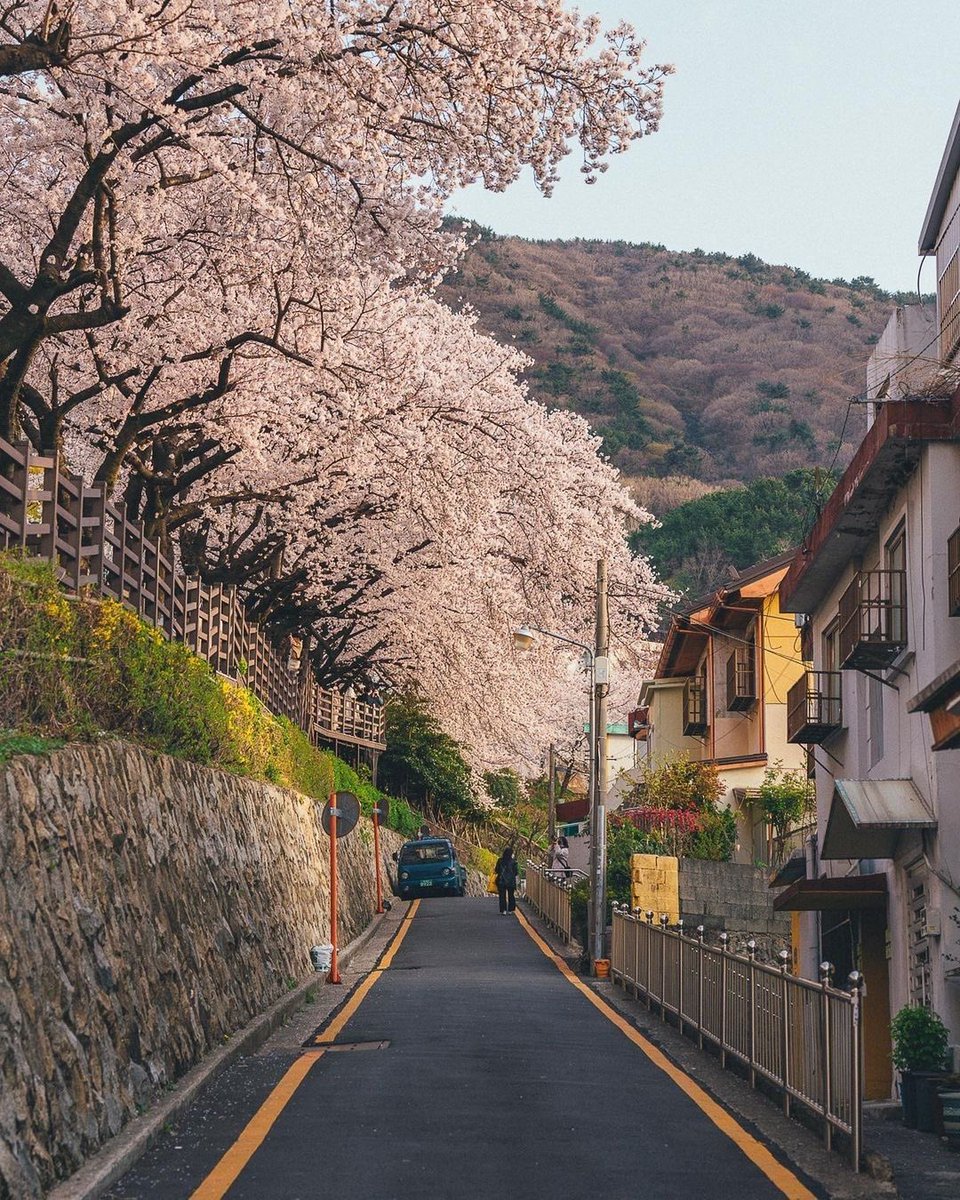 _Naturaee's tweet photo. Japan 🇯🇵 https://t.co/2aAhssSOvv
