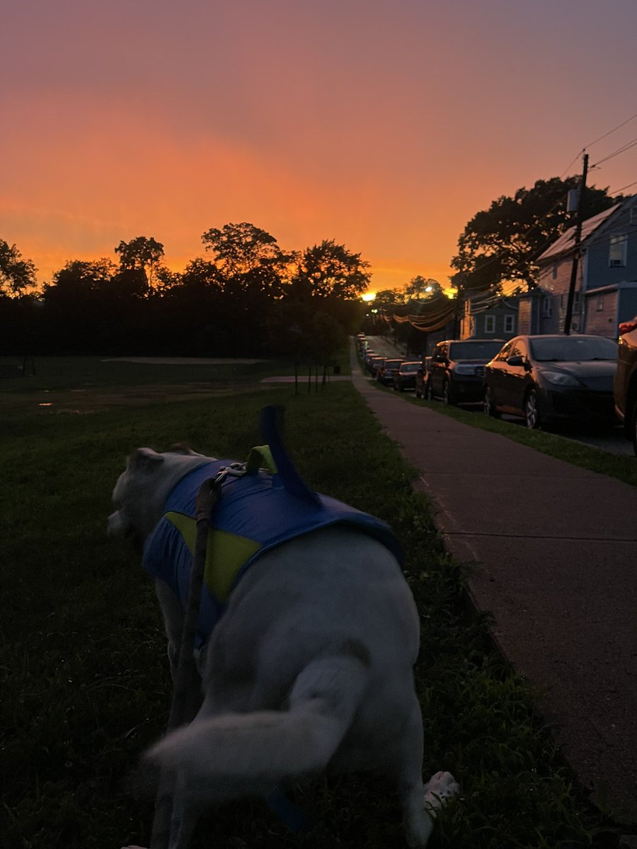 JOEDONUT's tweet photo. @YuraForrat you did all that while my dog was dropping product https://t.co/uClQz59DYM