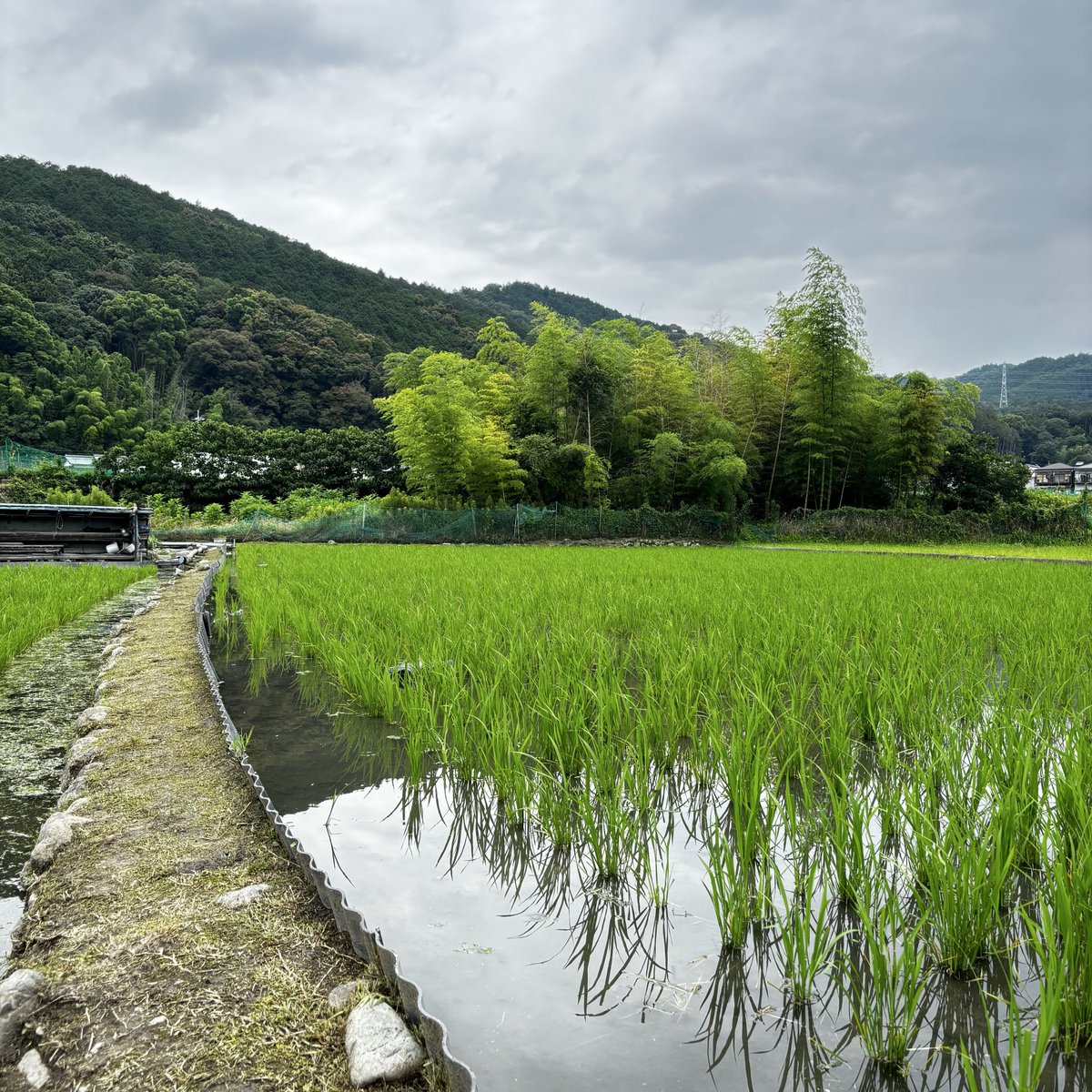 kiyo0813's tweet photo. #田んぼ #草刈り 
田植えから、ほぼ1ヶ月が経ち、草刈り。
雨の降り出しが遅くなったおかげでしっかりとできました。🌿🌱

早朝から、はじめて、途中、軽トラの中で涼みながら、休憩。機械も順調に動き、よかったです。

お昼前から、降り出した雨はただいま、本降り23℃くらいです。 https://t.co/WHFcTrlaBb