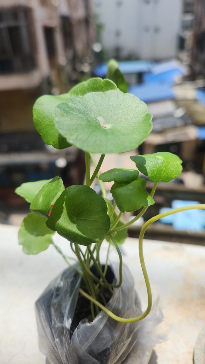 mahuashyam's tweet photo. @Meesho_Official Ordered a Chinese Money Plant on @Meesho but received Indian Pennywort. Shared clear proof, yet my exchange was rejected with a generic response. Is this how genuine customers are treated, @viditaatrey? Please review this case. https://t.co/xyatdPF4qj