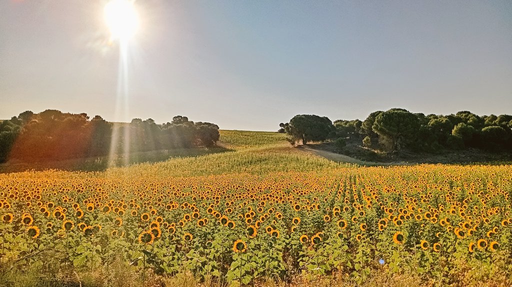d4n0n1m0's tweet photo. «Qué bien se está aquí...» 🌻 15 ºC https://t.co/3Z3RdqhsDH