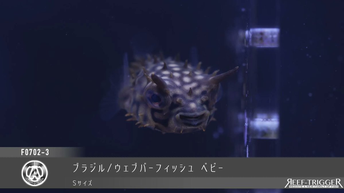 REEF_TRIGGER's tweet photo. 欠品解除

セブ/スカーレットフィンラス　MSサイズ
ブラジル/ウェブバーフィッシュ ベビー　Sサイズ
[04/04動画追加]カミハタブリード/イエローラインゴビー(クリーナー) Sサイズ
フィリピン/ピンテールフェアリーラス オス　Mサイズ

https://t.co/3jAyE6L4fT https://t.co/K7c9hJRg2x