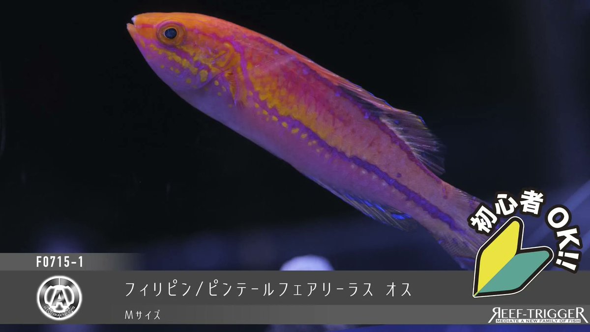 REEF_TRIGGER's tweet photo. 欠品解除

セブ/スカーレットフィンラス　MSサイズ
ブラジル/ウェブバーフィッシュ ベビー　Sサイズ
[04/04動画追加]カミハタブリード/イエローラインゴビー(クリーナー) Sサイズ
フィリピン/ピンテールフェアリーラス オス　Mサイズ

https://t.co/3jAyE6L4fT https://t.co/K7c9hJRg2x