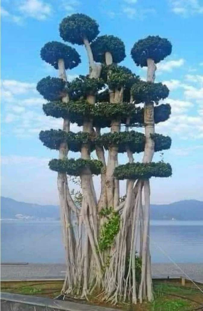 AMAZlNGNATURE's tweet photo. This unique tree in Turkey

This stunning Ficus microcarpa is a banyan tree known for its aerial roots and distinctive topiary shape https://t.co/kzBq8SF2tO