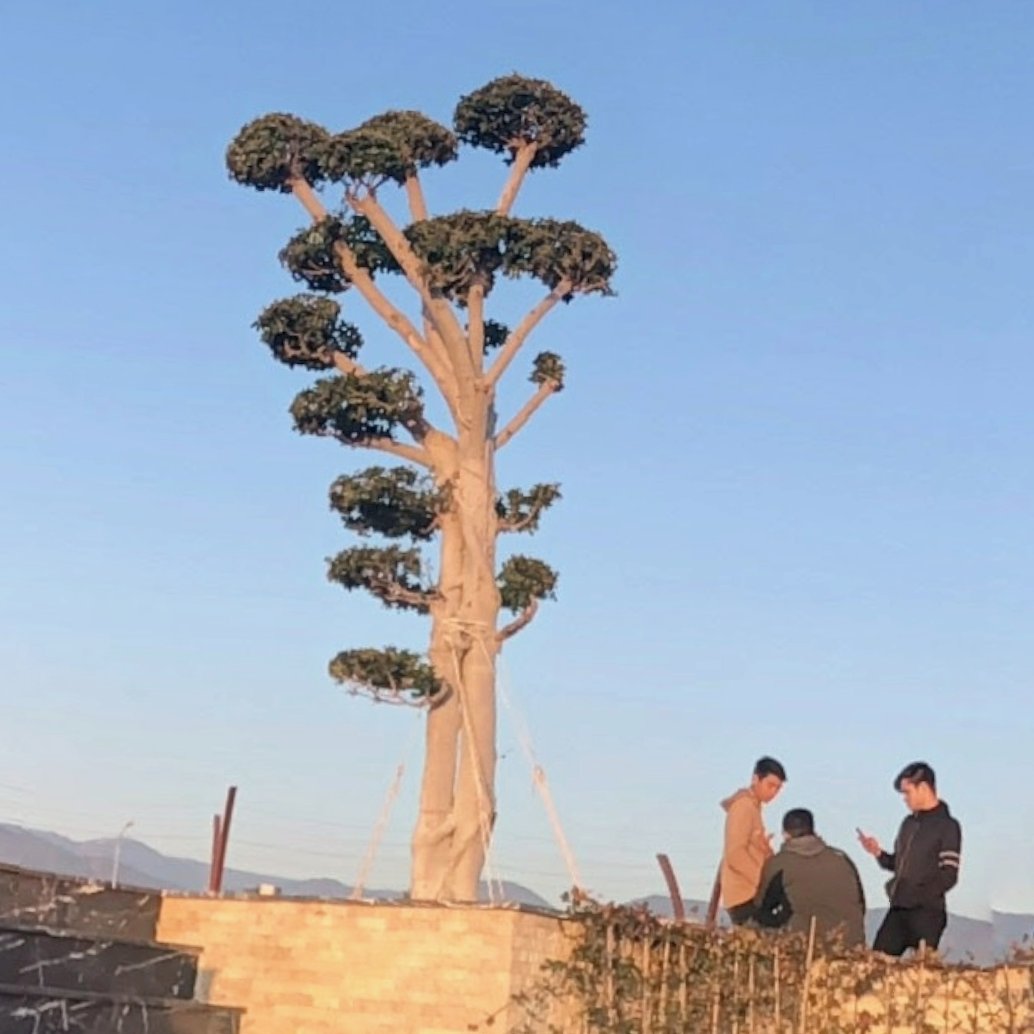 AMAZlNGNATURE's tweet photo. This unique tree in Turkey

This stunning Ficus microcarpa is a banyan tree known for its aerial roots and distinctive topiary shape https://t.co/kzBq8SF2tO