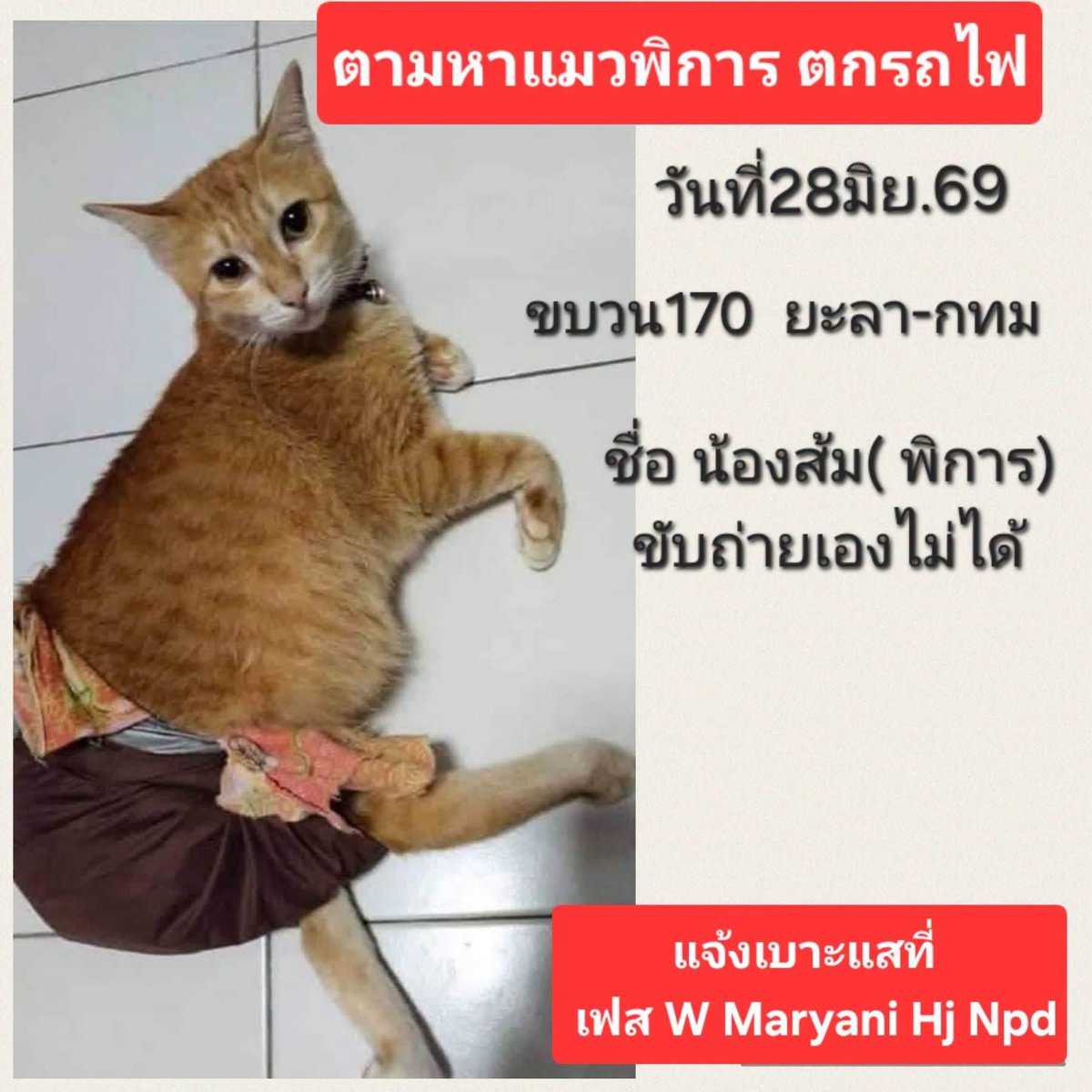 kittykireiii's tweet photo. ใครที่อยู่ชุมชนแถวทางรถไฟชุมพรรบกวนฝากสังเกตน้องแมวพิการสีส้มบริเวณนั้นด้วยนะคะ

น้องชื่อ สีส้ม เพศเมีย อายุ 6 ปี ช่วยเหลือตัวเองไม่ได้ ต้องบีบฉี่ ตอนนี้น้องไม่ได้ฉี่มาหลายวันแล้ว

ท่านใดเจอน้องติดต่อเจ้าของที่
Fb W Maryani Hj Npd

#แมวหายบนรถไฟ https://t.co/2kCUt4ohvT