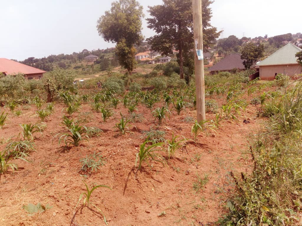 kainosExploits's tweet photo. QUICK SALE 🔥 LAND FOR SALE  
Location: Namugongo, Sonde, Namwezi Estates  
Size: 50x100ft | 12 Decimals | Titled  
Price: UGX 43M Last Price 

+256776533521 https://t.co/JpAc4ILUWq