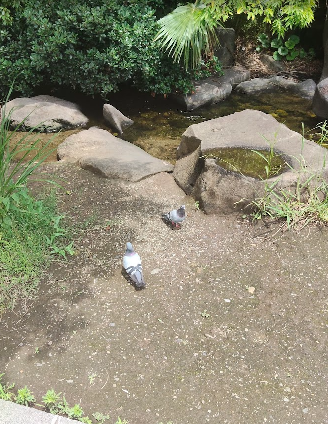 PardoxDog's tweet photo. 鳥さん＆残念なお知らせ＆橋 https://t.co/9PfagIxAkS